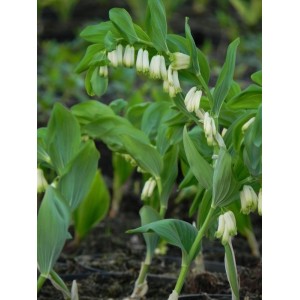 kokoryczka wielokwiatowa (Polygonatum mulltiflorum) - Świat bylin - sklep internetowy