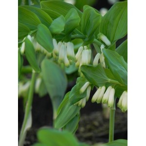 kokoryczka wielokwiatowa (Polygonatum mulltiflorum) - Świat bylin - sklep internetowy