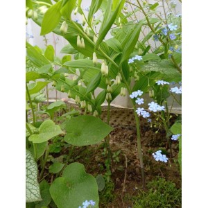 kokoryczka wielokwiatowa (Polygonatum mulltiflorum) - Świat bylin - sklep internetowy