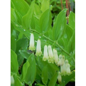 kokoryczka wielokwiatowa (Polygonatum mulltiflorum) - Świat bylin - sklep internetowy