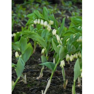 kokoryczka wielokwiatowa (Polygonatum mulltiflorum) - Świat bylin - sklep internetowy