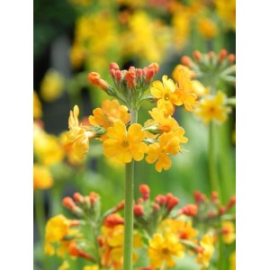 pierwiosnek wianuszkowaty (Primula bulleyana) - Świat bylin - sklep internetowy