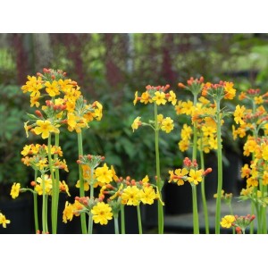 pierwiosnek wianuszkowaty (Primula bulleyana) - Świat bylin - sklep internetowy