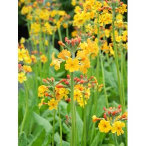 pierwiosnek wianuszkowaty (Primula bulleyana) - Świat bylin - sklep internetowy