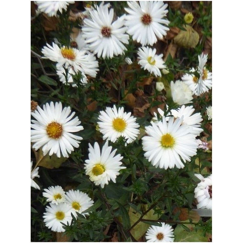 aster nowobelgijski (Aster novi-belgii) White Ladies- Świat bylin - sklep internetowy