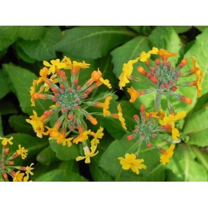 pierwiosnek wianuszkowaty (Primula bulleyana) - Świat bylin - sklep internetowy