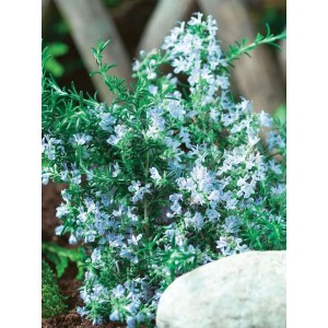 rozmaryn lekarski (Rosmarinus officinalis) Winter Blue- Świat bylin - sklep internetowy