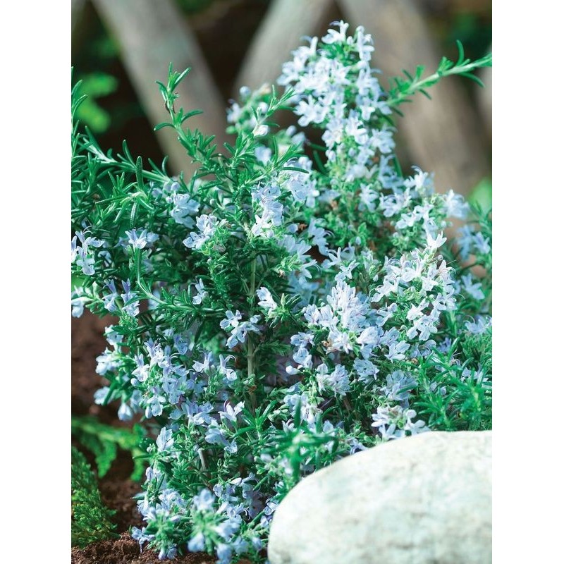 rozmaryn lekarski (Rosmarinus officinalis) Winter Blue- Świat bylin - sklep internetowy