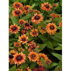 rudbekia owłosiona (Rudbeckia hirta) Summerina™ Glow Dizz- Świat bylin - sklep internetowy