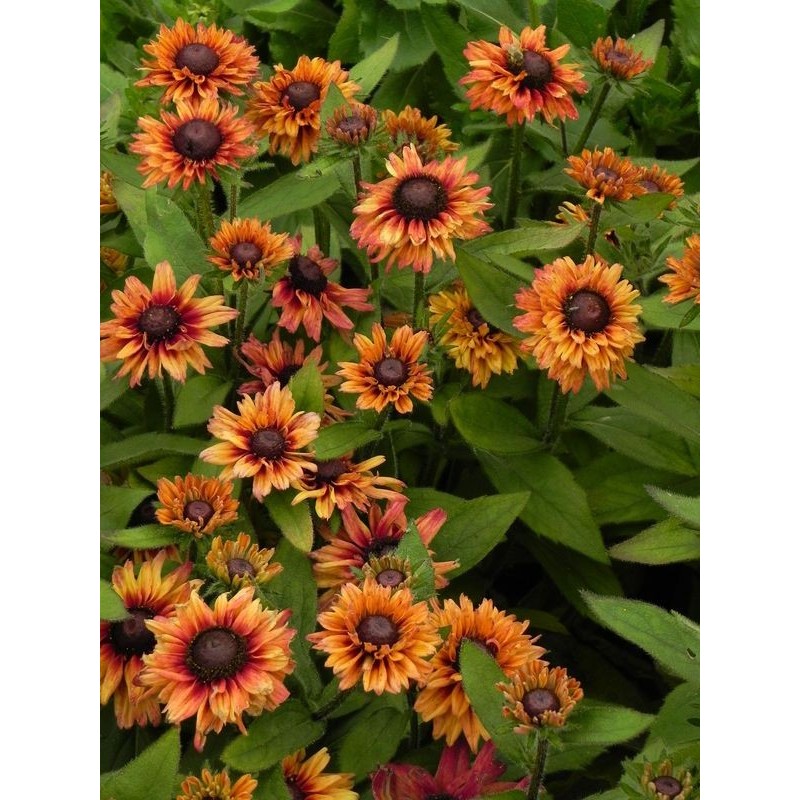 rudbekia owłosiona (Rudbeckia hirta) Summerina™ Glow Dizz- Świat bylin - sklep internetowy