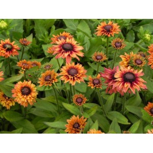 rudbekia owłosiona (Rudbeckia hirta) Summerina™ Glow Dizz- Świat bylin - sklep internetowy