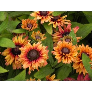 rudbekia owłosiona (Rudbeckia hirta) Summerina™ Glow Dizz- Świat bylin - sklep internetowy