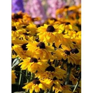 rudbekia owłosiona (Rudbeckia hirta) Summerina™ Sun`s Up- Świat bylin - sklep internetowy