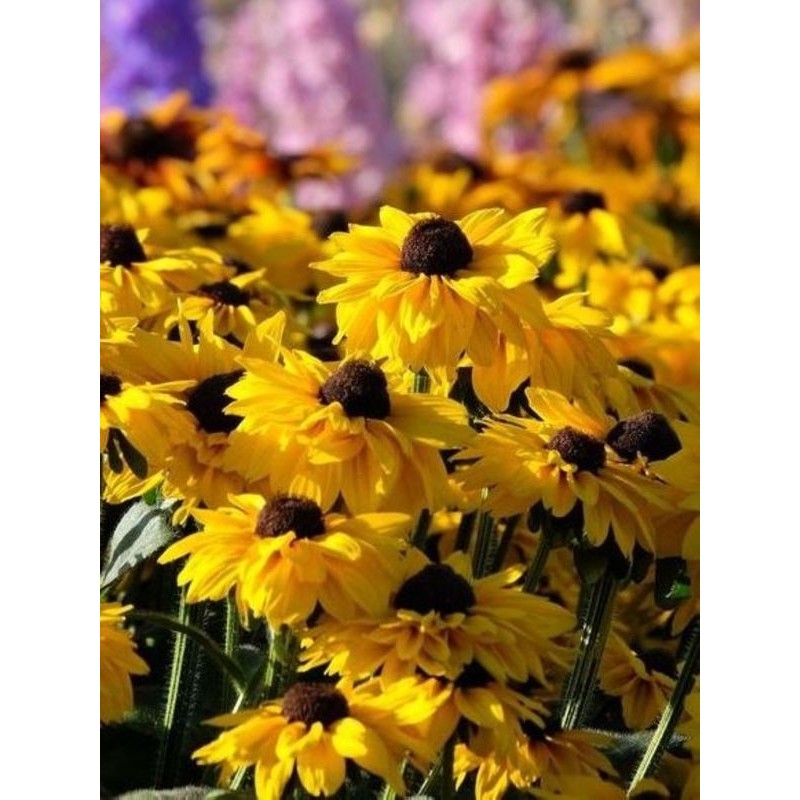 rudbekia owłosiona (Rudbeckia hirta) Summerina™ Sun`s Up- Świat bylin - sklep internetowy