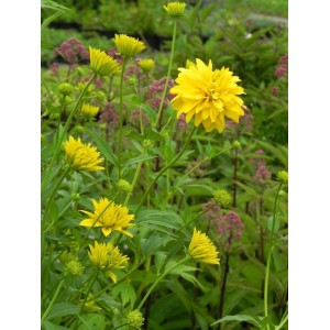 rudbekia naga (Rudbeckia laciniata) Goldquelle- Świat bylin - sklep internetowy