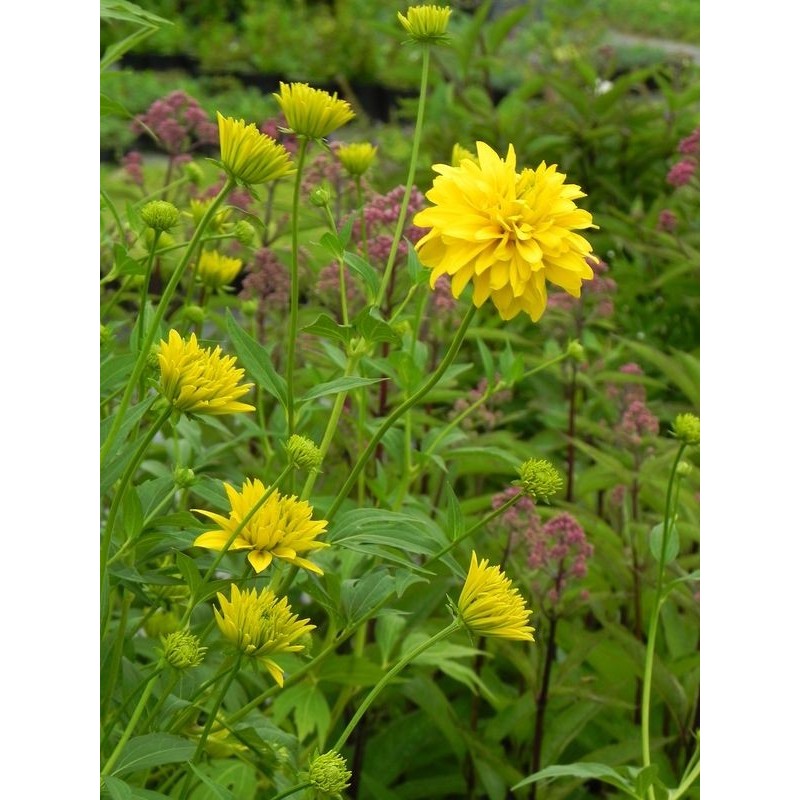 rudbekia naga (Rudbeckia laciniata) Goldquelle- Świat bylin - sklep internetowy