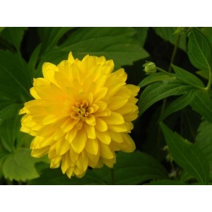 rudbekia naga (Rudbeckia laciniata) Goldquelle- Świat bylin - sklep internetowy