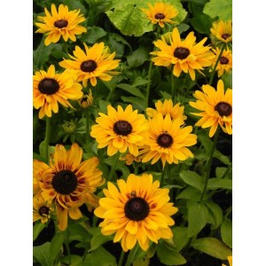 rudbekia (Rudbeckia x) SmileyZ™ Party- Świat bylin - sklep internetowy