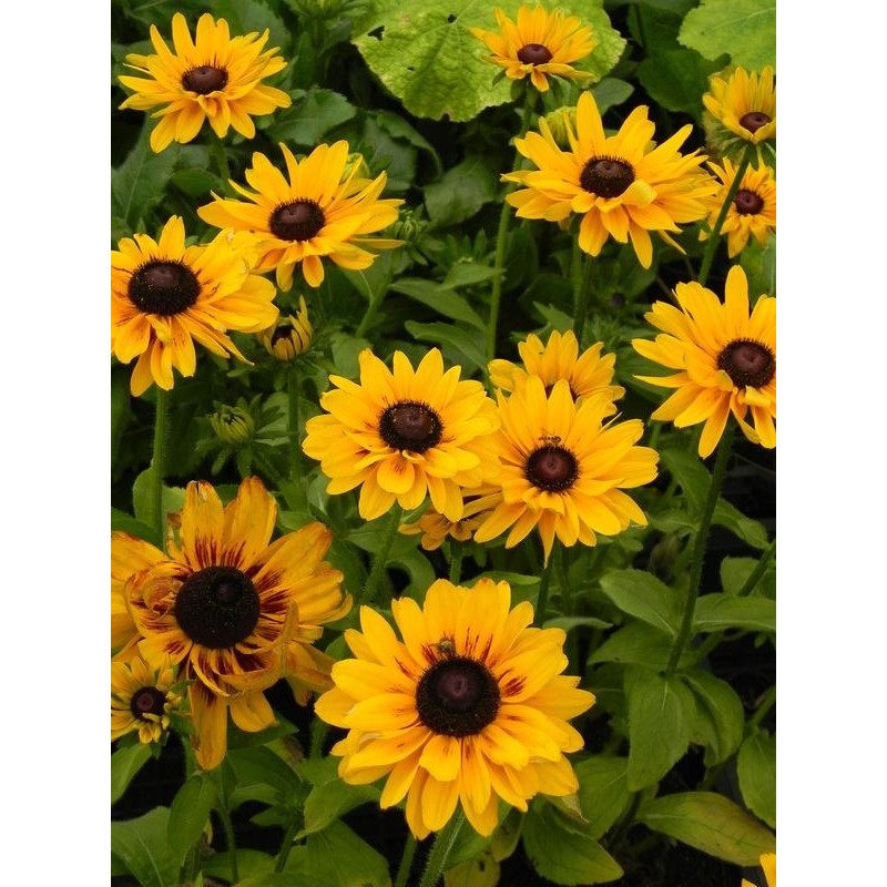 rudbekia (Rudbeckia x) SmileyZ™ Party- Świat bylin - sklep internetowy