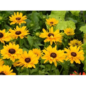 rudbekia (Rudbeckia x) SmileyZ™ Party- Świat bylin - sklep internetowy