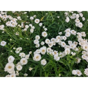 krwawnik kichawiec (Achillea ptarmica) Pearl- Świat bylin - sklep internetowy