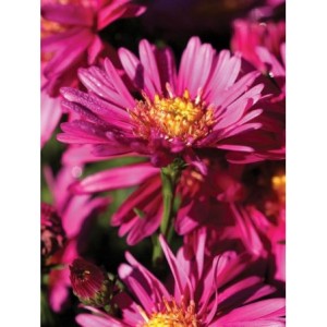 aster nowobelgijski (Aster novi-belgii) Winston Churchill- Świat bylin - sklep internetowy