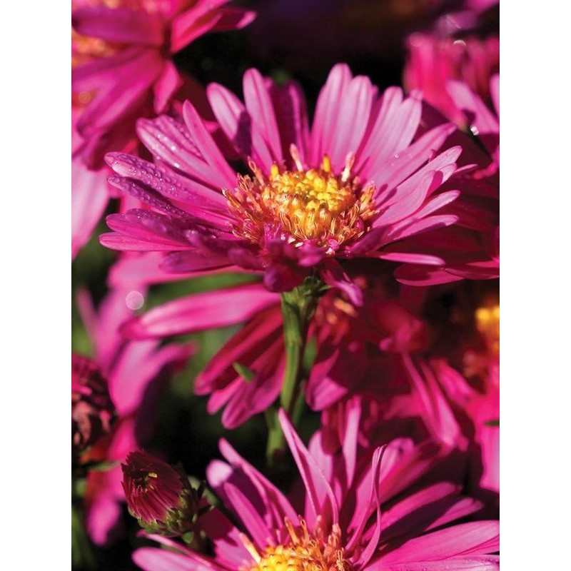 aster nowobelgijski (Aster novi-belgii) Winston Churchill- Świat bylin - sklep internetowy