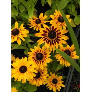 rudbekia (Rudbeckia x) SmileyZ™ Party- Świat bylin - sklep internetowy