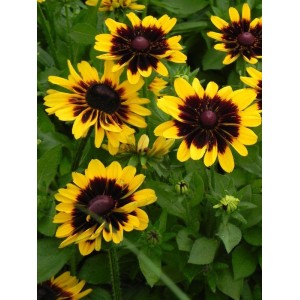rudbekia (Rudbeckia x) Tiger Smiley Z- Świat bylin - sklep internetowy
