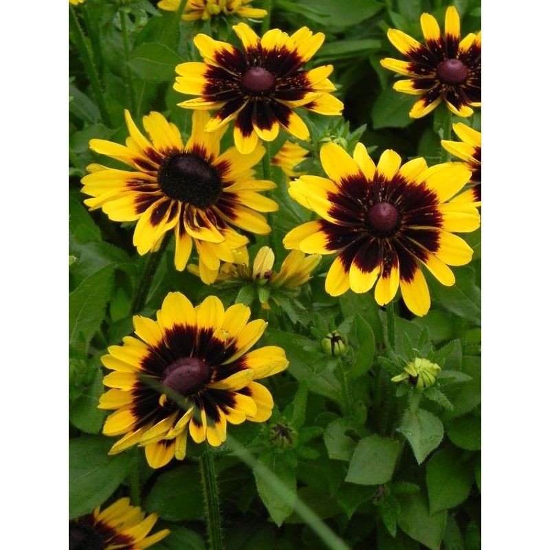 rudbekia (Rudbeckia x) Tiger Smiley Z- Świat bylin - sklep internetowy