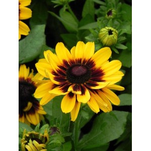 rudbekia (Rudbeckia x) Tiger Smiley Z- Świat bylin - sklep internetowy