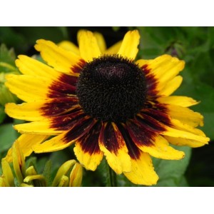 rudbekia (Rudbeckia x) Tiger Smiley Z- Świat bylin - sklep internetowy