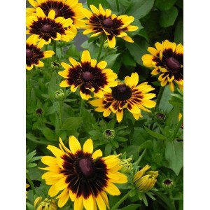 rudbekia (Rudbeckia x) Tiger Smiley Z- Świat bylin - sklep internetowy