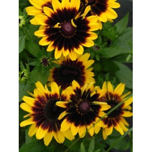 rudbekia (Rudbeckia x) Tiger Smiley Z- Świat bylin - sklep internetowy