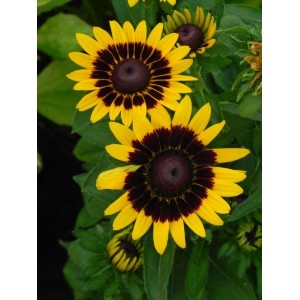rudbekia (Rudbeckia x) Tiger Smiley Z- Świat bylin - sklep internetowy