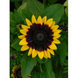 rudbekia (Rudbeckia x) Tiger Smiley Z- Świat bylin - sklep internetowy