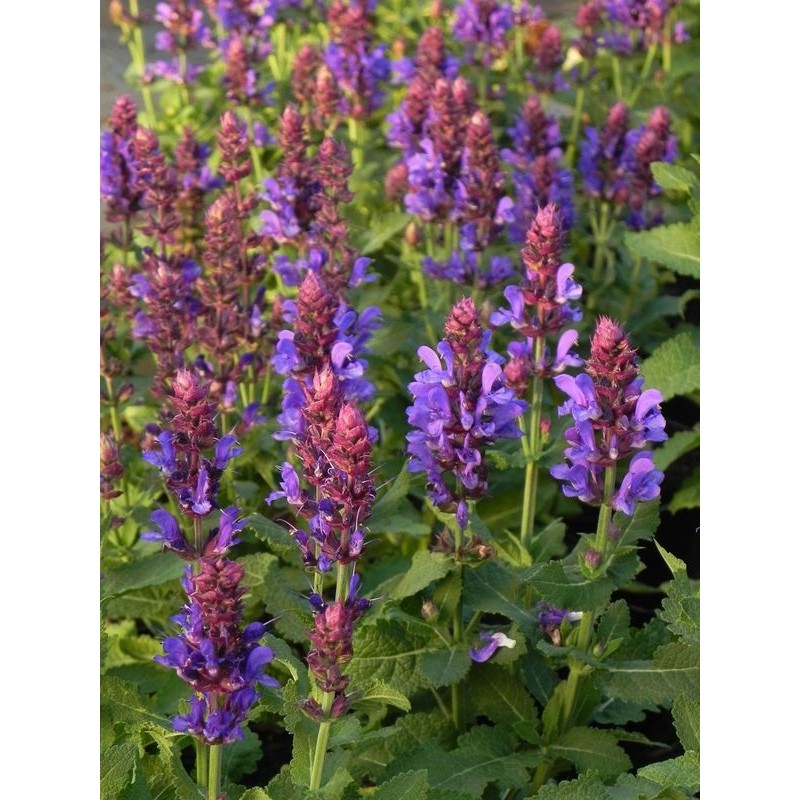 szałwia omszona (Salvia nemorosa) Marvel Blue- Świat bylin - sklep internetowy