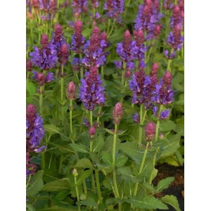 szałwia omszona (Salvia nemorosa) Marvel Blue- Świat bylin - sklep internetowy