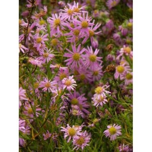 aster owłosiony (Aster pringlei) Pink Star- Świat bylin - sklep internetowy
