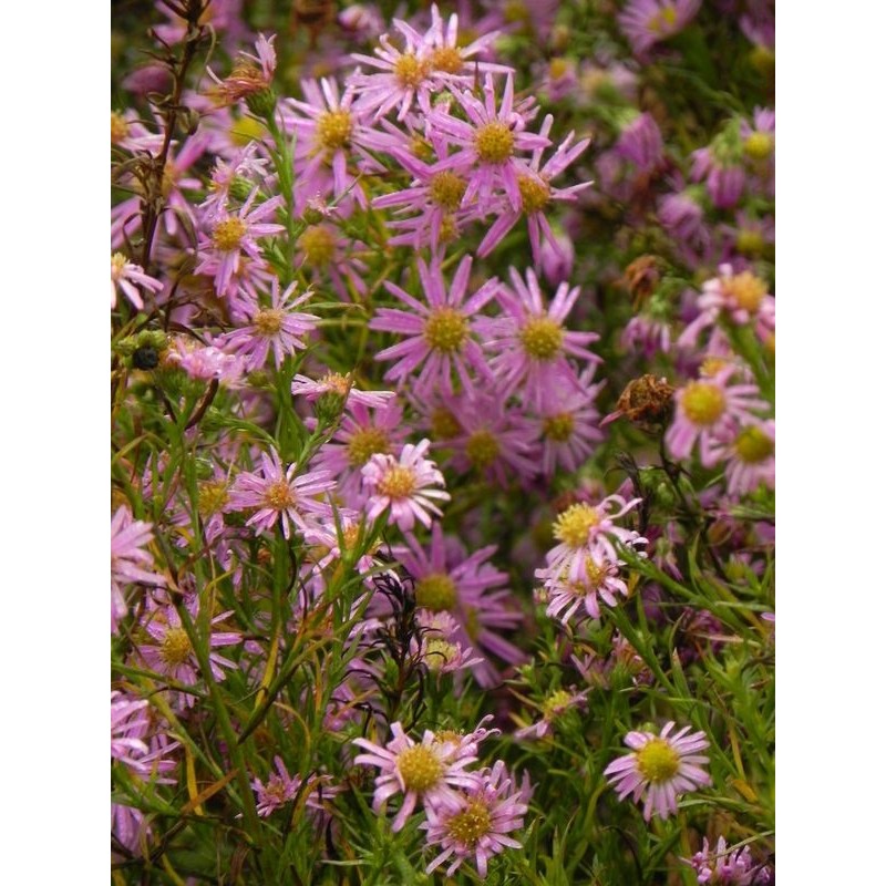 aster owłosiony (Aster pringlei) Pink Star- Świat bylin - sklep internetowy