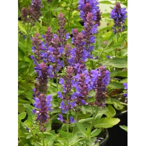 szałwia omszona (Salvia nemorosa) Marvel Blue- Świat bylin - sklep internetowy