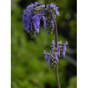 szałwia zwieszona (Salvia nutans) - Świat bylin - sklep internetowy