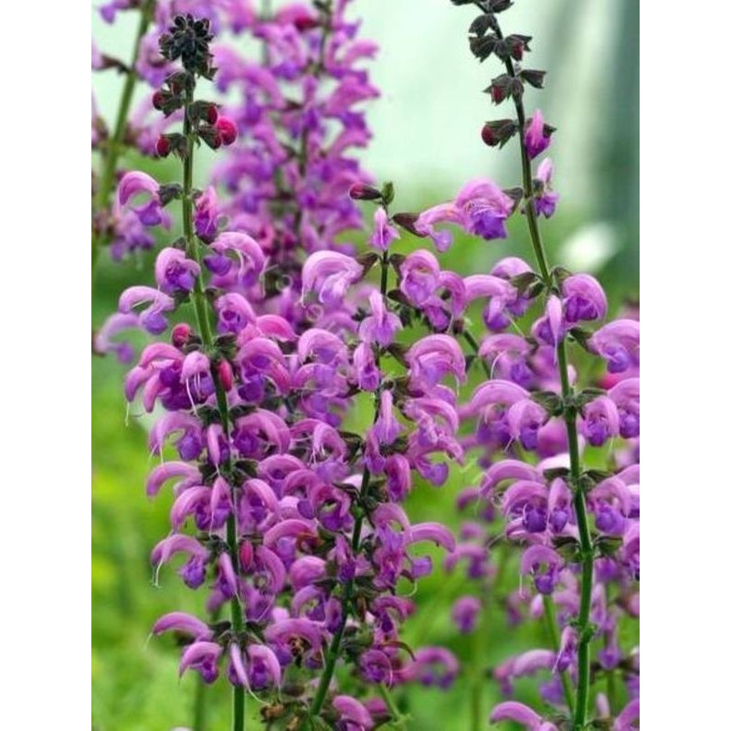 szałwia łąkowa (Salvia pratensis) Sweet Esmeralda- Świat bylin - sklep internetowy