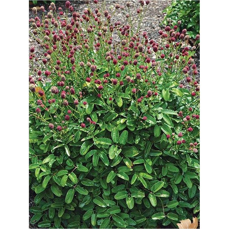 krwiściąg lekarski (Sanguisorba officinalis) Little Red Tanna- Świat bylin - sklep internetowy