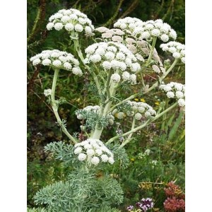 żebrzyca gumodajna (Seseli gummiferum) - Świat bylin - sklep internetowy