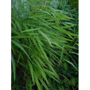 szarobródek syberyjski (Spodiopogon sibiricus) - Świat bylin - sklep internetowy