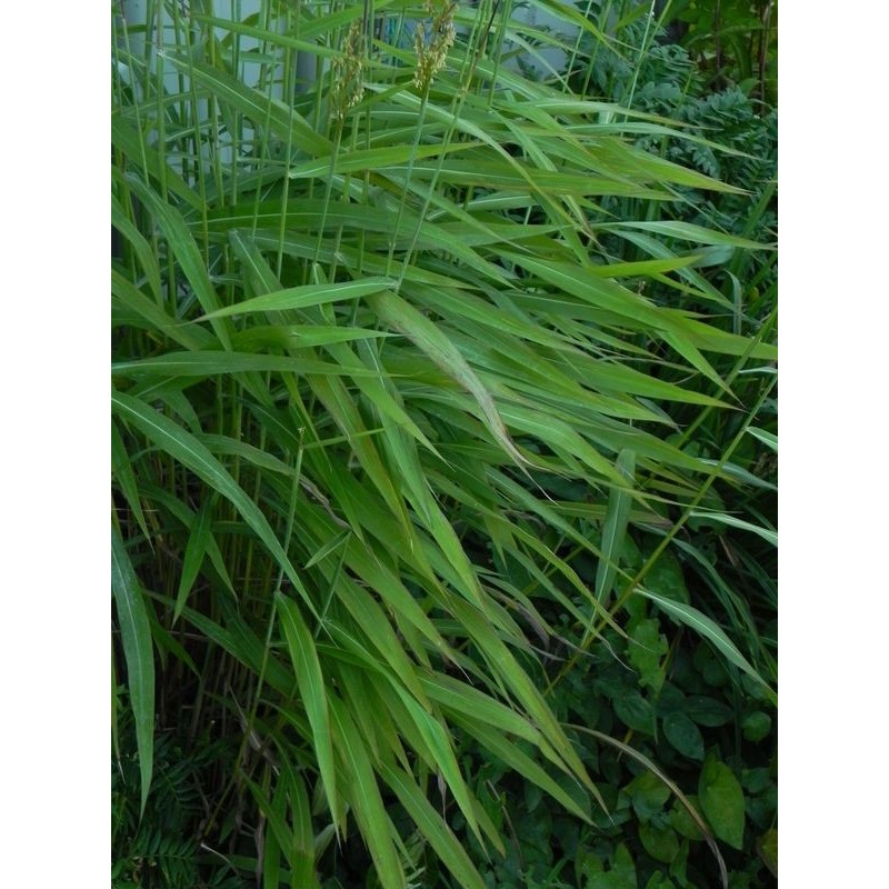 szarobródek syberyjski (Spodiopogon sibiricus) - Świat bylin - sklep internetowy