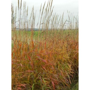 szarobródek syberyjski (Spodiopogon sibiricus) - Świat bylin - sklep internetowy