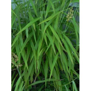 szarobródek syberyjski (Spodiopogon sibiricus) - Świat bylin - sklep internetowy