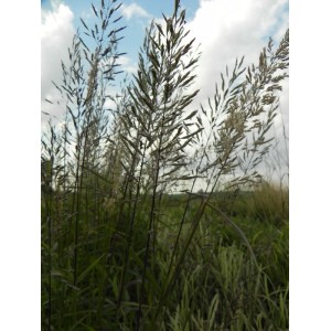 szarobródek syberyjski (Spodiopogon sibiricus) - Świat bylin - sklep internetowy